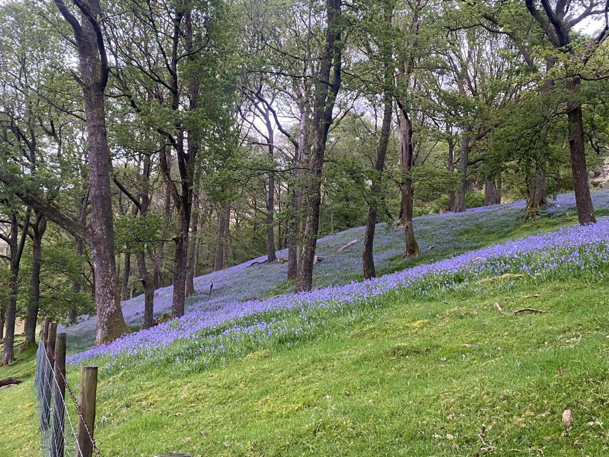 Cosy Glamping In The Eskdale Valley - Studio Lodges And Mega Pods 외부 사진